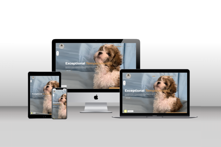 Dandy Shih Tzu – Shih Tzu Breeder Website